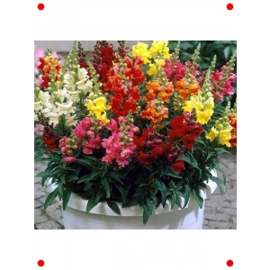 İri Çiçekli Aslanağzı Tohumu - Karışık Renkler