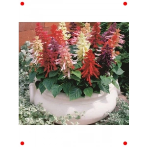 İri Çiçekli Bodur Ateş Çiçeği Tohumu - Karışık Renk