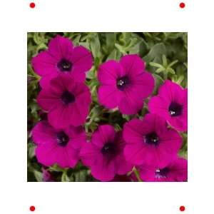 İri Çiçekli Bodur Mürdüm Petunya Tohumu (15 Adet)