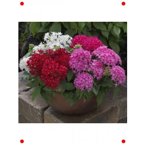 İri Çiçekli Bodur Pentas Tohumu (Karışık Renk, 5 Adet)