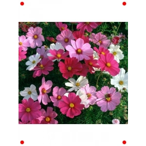 İri Çiçekli Karışık Renkli Kozmos Tohumu - 5 Adet