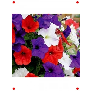 İri Çiçekli Petunya Tohumu