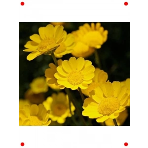 İri Çiçekli Sarı Papatya Tohumu (25 Adet)