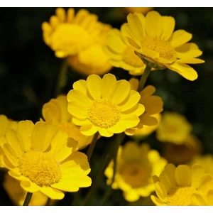 İri Çiçekli Sarı Papatya Tohumu, 25 Adet