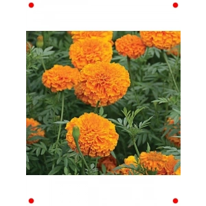 İri Çiçekli Uzun Turuncu Kadife Çiçeği Tohumu (5 Adet)