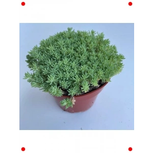 İri Damarlı Sedum Sukulent Tohumu (15)