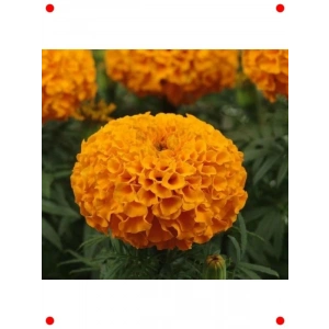 İri Kafalı Kadife Karışık Renk Tohumları - 75 Adet