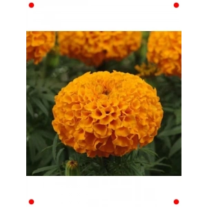 İri Kafalı Kadife Karışık Renk Tohumları - 75 Adet