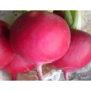 İri Turp Tohumu - Bahçe İçin Verimli Seçenek