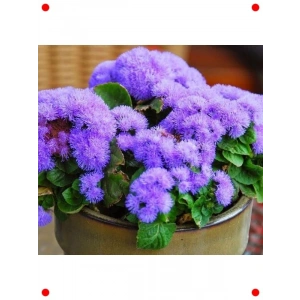 İri Vapur Dumanı Çiçeği Tohumu