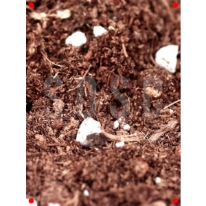 İthal Torf Cocopeat Perlit Karışım Saksı Harcı - 1 Lt