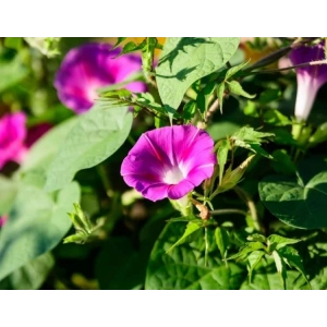 Kahkaha Çiçeği Karışık Renk Tohumu - 20 Adet