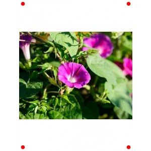 Kahkaha Çiçeği Tohumu Karışık Renk - 20+ Adet