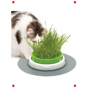 Kapaklı Kedi Otu Yetiştirme Kabı (Tekli Paket)