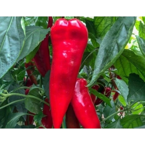 Kapya Doğal Biber Tohumu - Verimli Seçenek