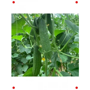 Kara Acur Tohumu - Geleneksel Lezzet Bahçenizde