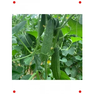 Kara  Tohumu - leneksel Lezzet Bahçenizde