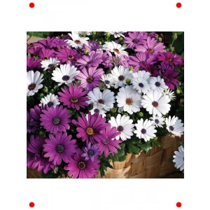 Karışık Bodrum Papatyası Tohumu (Kısa Boylu, 5 Adet)