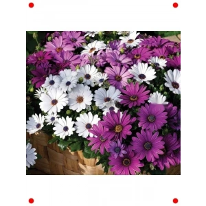 Karışık Bodrum Papatyası Tohumu (Kısa Boylu, 5 Adet)