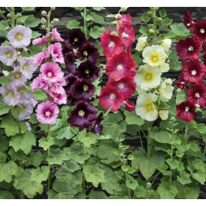 Karışık Gülhat Çiçeği Tohumu ile Bahçenize Renk Katın