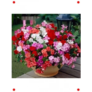 Karışık İri Cam Güzeli  Çiçek Tohumu (20 Adet)