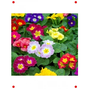 Karışık Katlı Çuha Çiçeği F1 Tohumu (10 Adet)