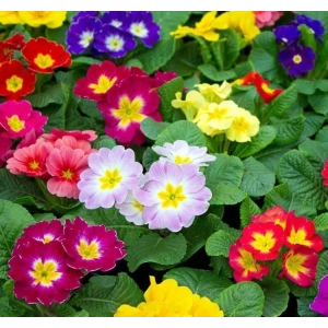 Karışık Katlı Çuha Çiçeği F1 Tohumu - 10 Adet