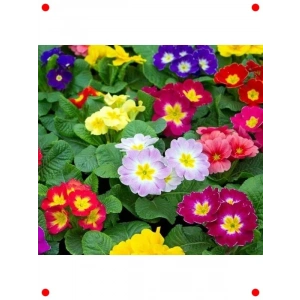 Karışık Katlı Çuha Çiçeği  Tohumu (10 Adet)