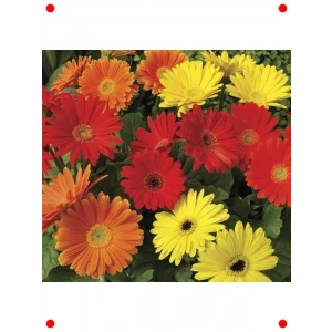 Karışık Kesme rbera  Tohumu - 5 Adet