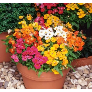 Karışık Nemezya Çiçeği F1 Tohumu - 10 Adet