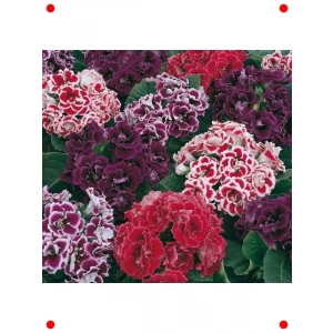 Karışık Renk Bardak Menekşesi Tohumu (5 Adet)