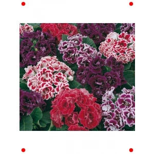 Karışık Renk Bardak Menekşesi Tohumu (5 Adet)