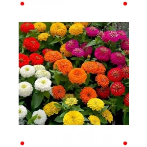 Karışık Renk Büyük Çiçekli Kirli Hanım Tohumu (5 Adet)