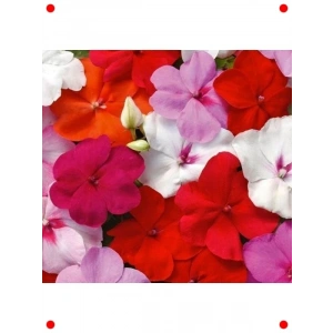 Karışık Renk Cam Güzeli Tohumu (10 Adet)