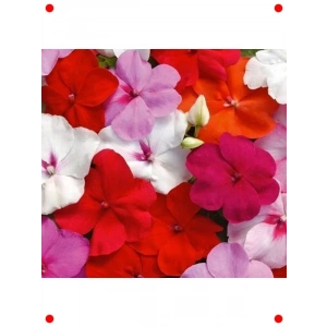 Karışık Renk Cam Güzeli Tohumu (10 Adet)