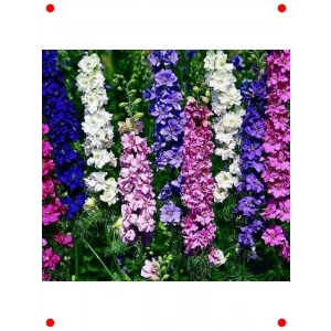 Karışık Renk Hazeran Tohumu (200 Adet)