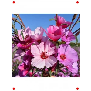 Karışık Renk İri Godetya Çiçeği  - 5 Tohum