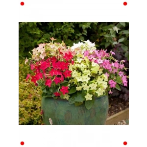 Karışık Renk Keskin Kokulu Tütün Çiçeği - 10 Tohum