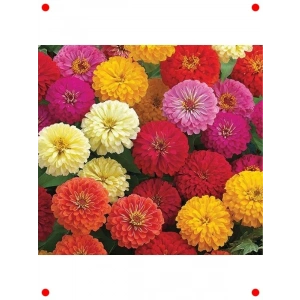 Karışık Renk Kirli Hanım Çiçeği Tohumu (Zinnia) - 5 Adet