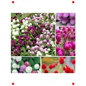 Karışık Renk Medine Düğmesi F1 Tohumu (40 Adet)