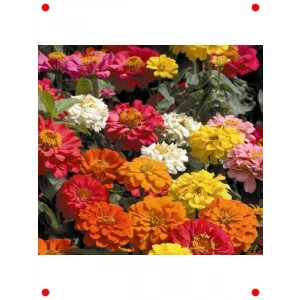 Karışık Renk ni Zinnia Kirli Hanım  Tohumu - 10 Adet