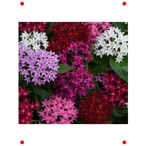 Karışık Renk Pentas  Tohumu - 5 Adet