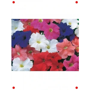 Karışık Renk Petunya Tohumu (20 Adet)