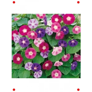 Karışık Renk Sarmaşık Tohumu - 50 Adet