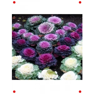 Karışık Renk Süs Lahanası F1 Tohumu (15 Adet)