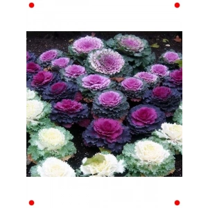 Karışık Renk Süs Lahanası  Tohumu (15 Adet)