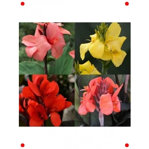 Karışık Renk Tesbih Çiçeği (Canna) Tohumu (5 Adet)