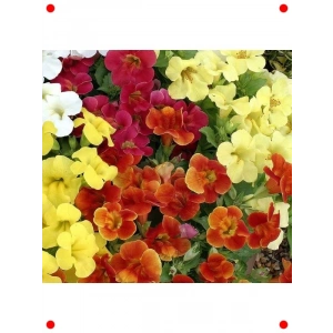 Karışık Renkler Misk Çiçeği F1 Tohumu (30 Adet)