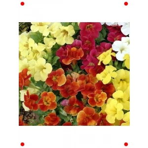 Karışık Renkler sk Çiçeği  Tohumu (30 Adet)