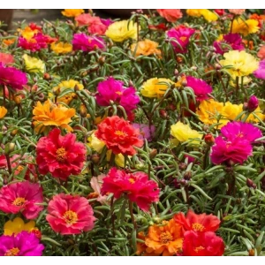 Karışık renklerde 40 adet katmerli ipek çiçeği tohumu